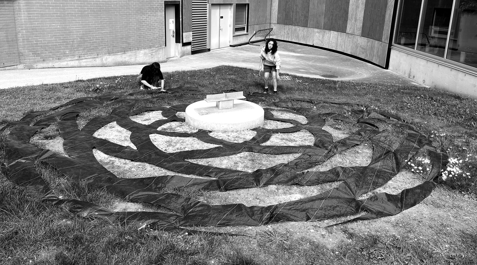 An overhead view of a large spiralling rose-shaped pattern laid in black material across a grass courtyard, two people working at its edges, in black and white.