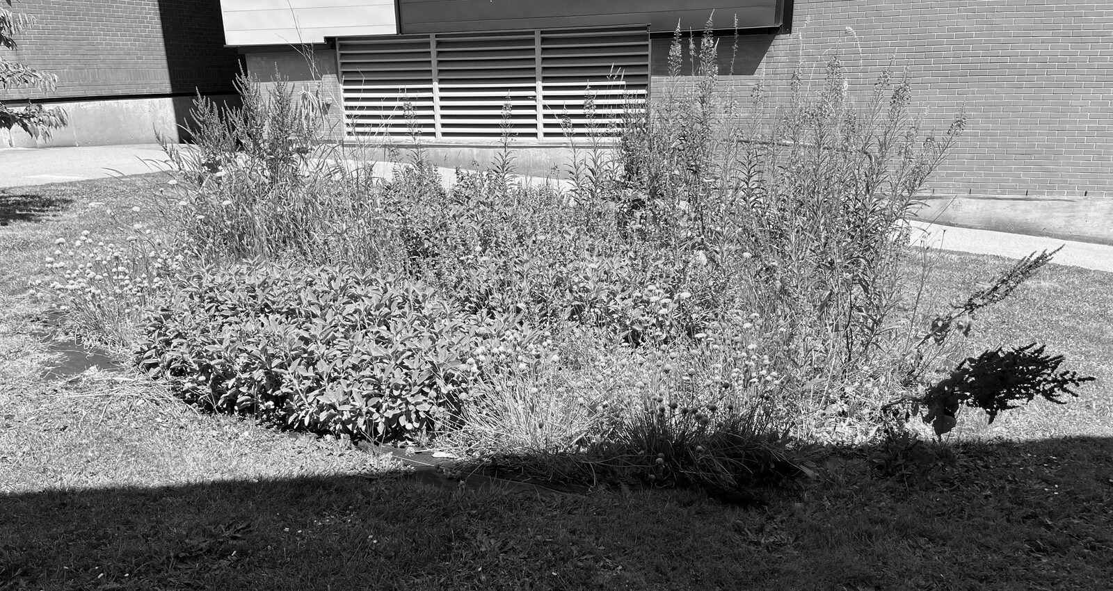 A flowering garden bed grown in the shape of the same spiral pattern, seen months later, in black and white.